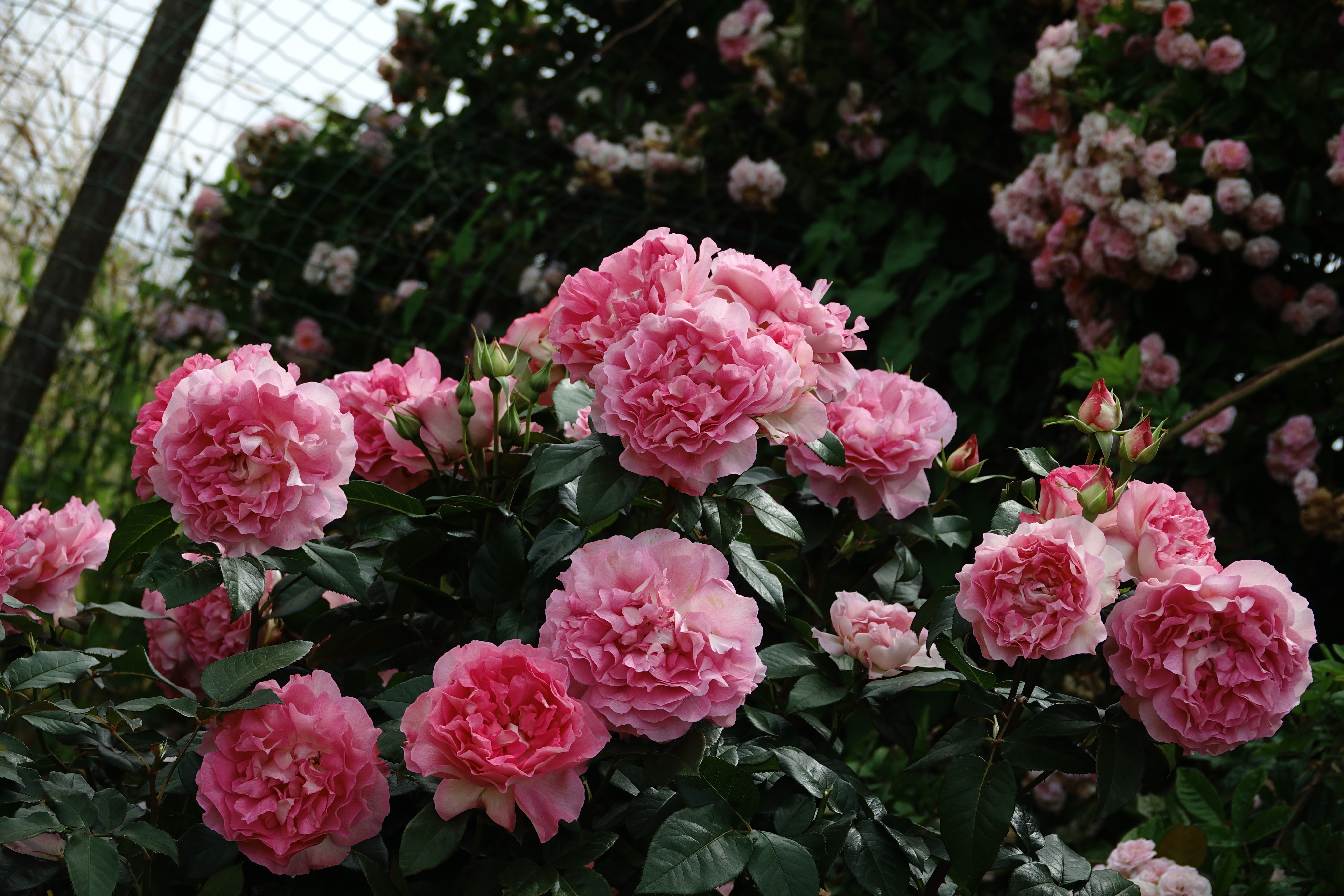 ©SUNFLOR - Primavera